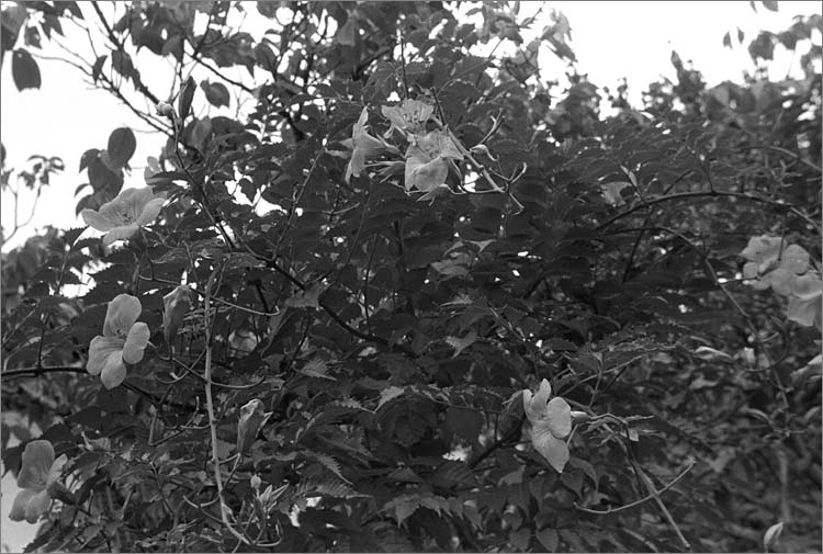 Image10.jpg