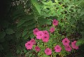 Image10_thumb.jpg