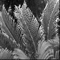 Image0_thumb.jpg
