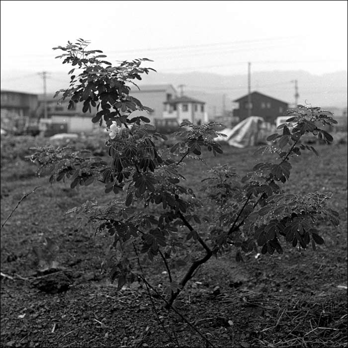 Image1.jpg